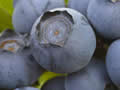 Fruitfiche: Blauwe bes
